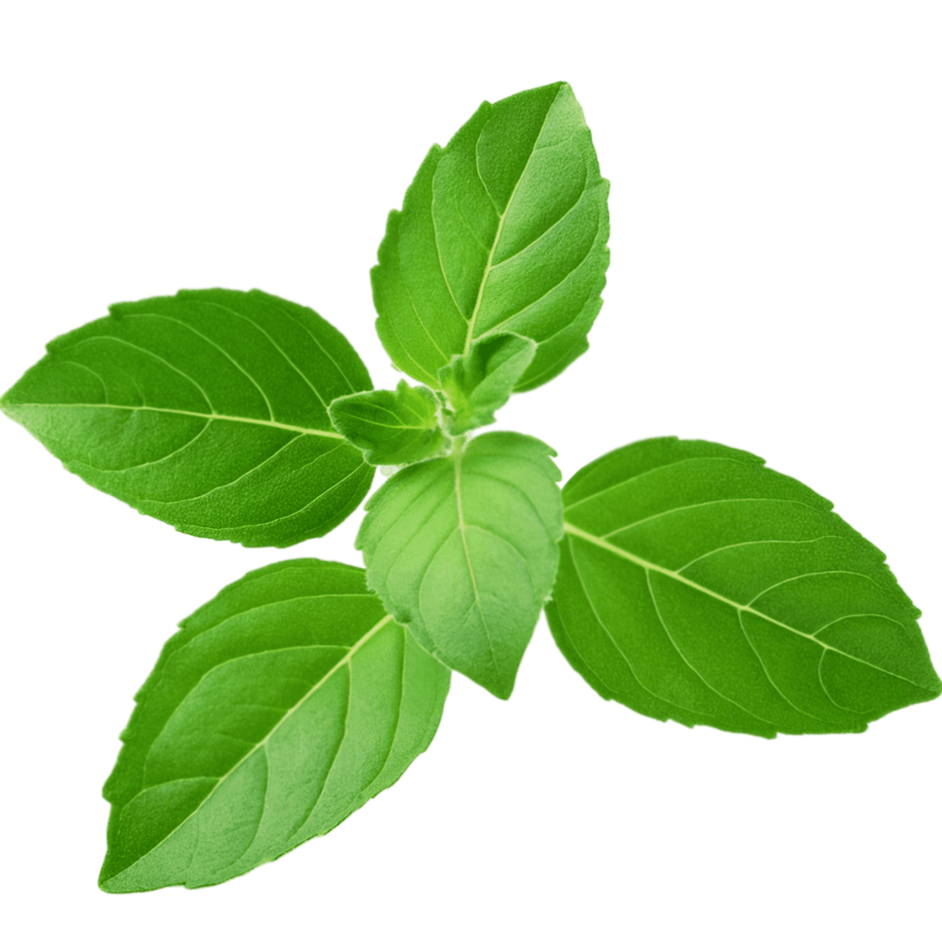 Tulsi (Holy Basil) — antibacterial ingredient in Dr. Detoxer